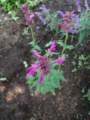Agastache mexicana