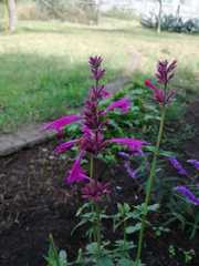 Agastache mexicana