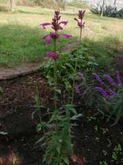 Agastache mexicana