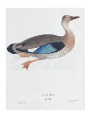 Amazonetta brasiliensis