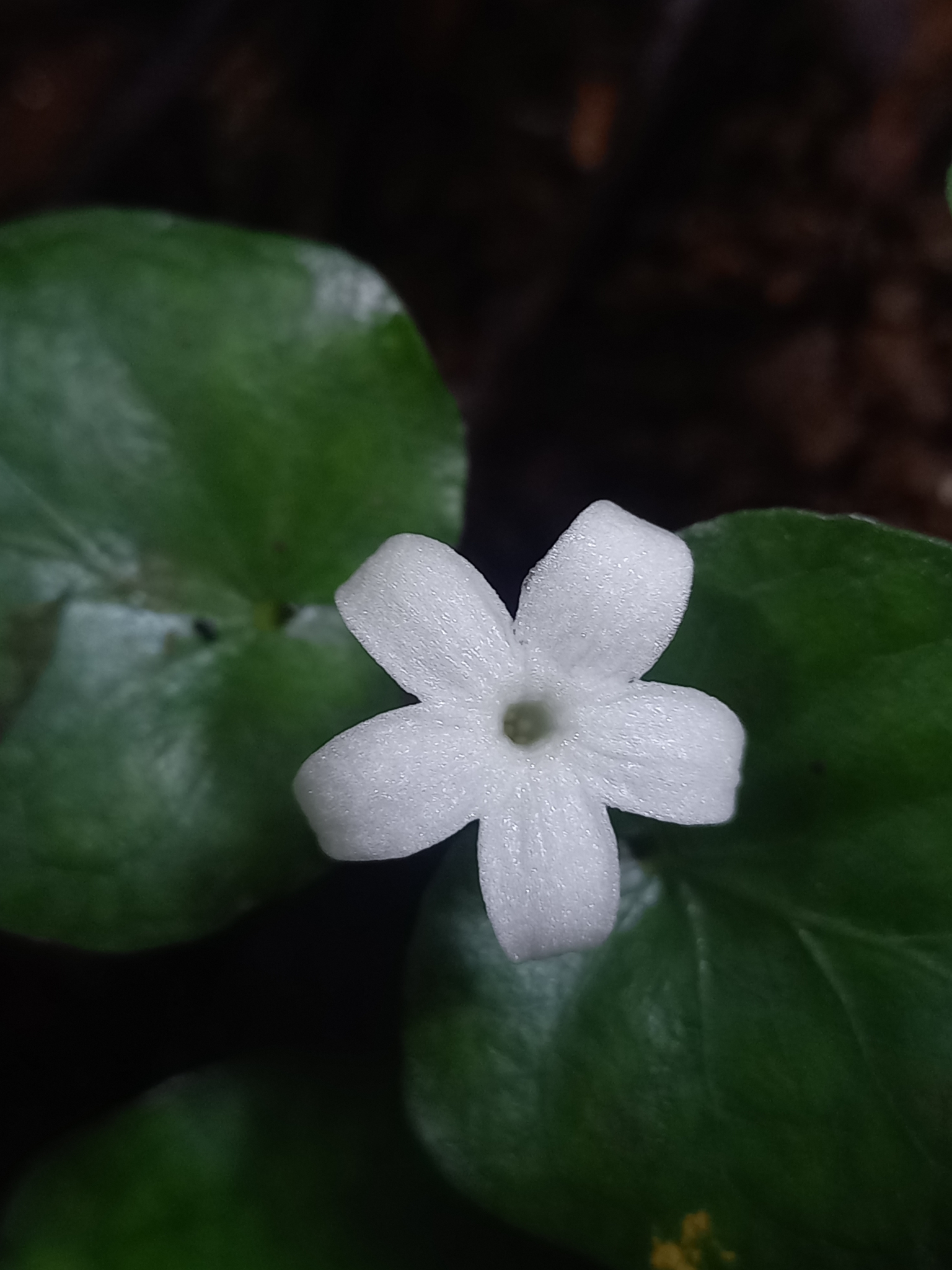 Geophila herbacea — ảnh 2