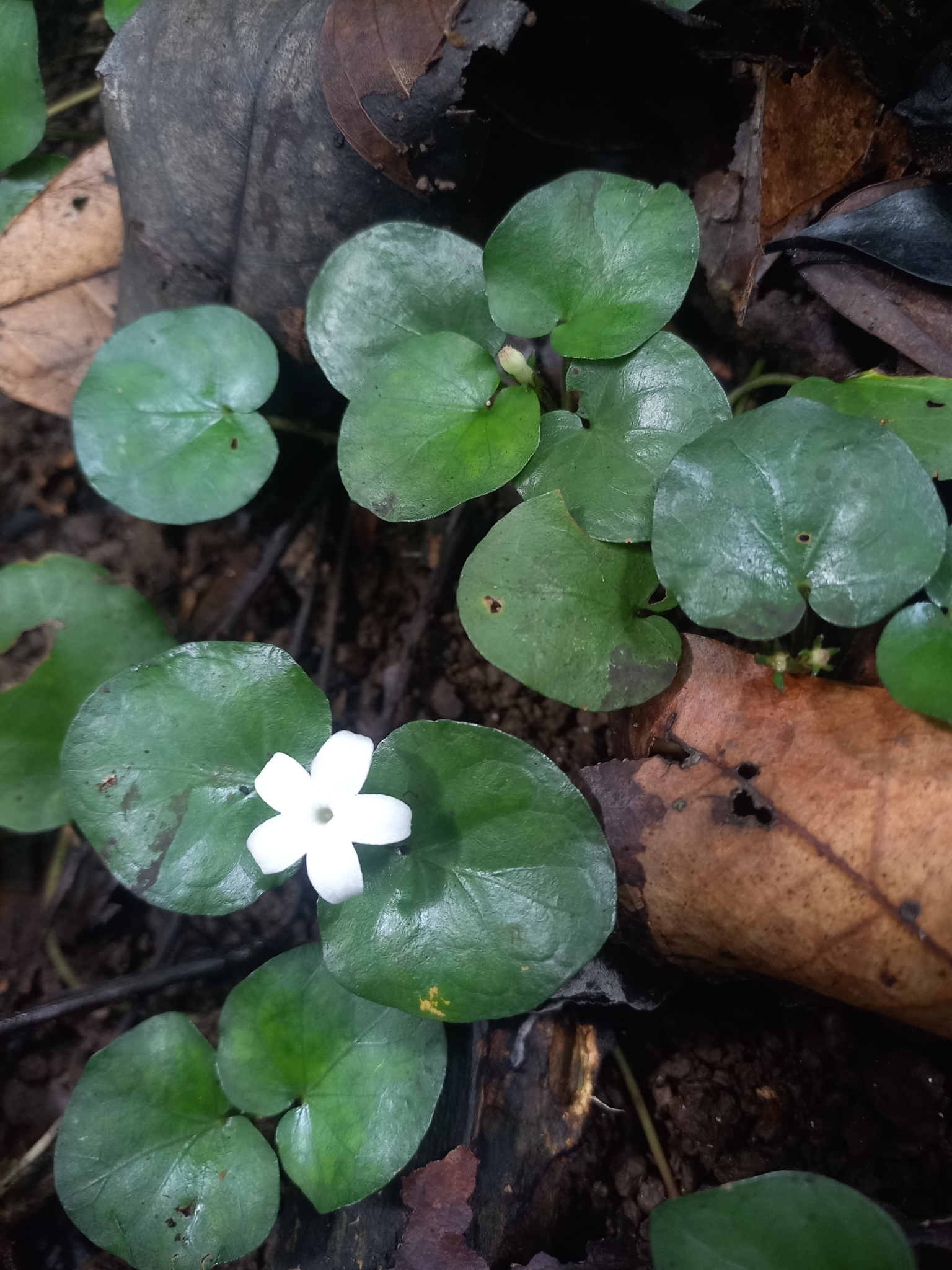 Geophila herbacea — ảnh 3