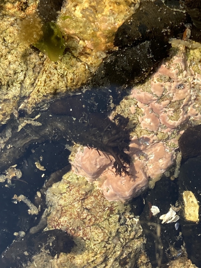 Tiny Black Sea Cucumber