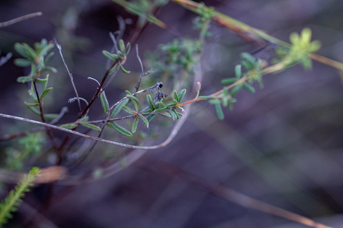 Indigofera stokoei MS (Indigofera stokoei)