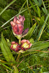 Gentiana purpurea