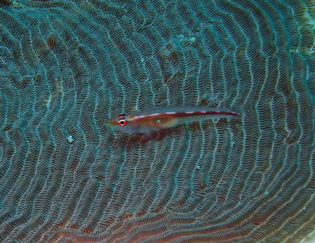 Cling Goby