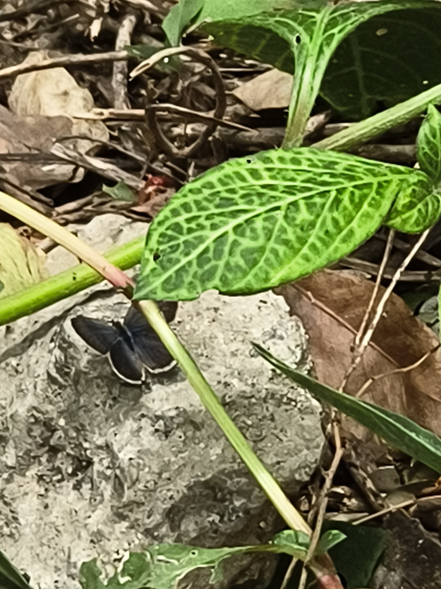 Dark Grass Blue