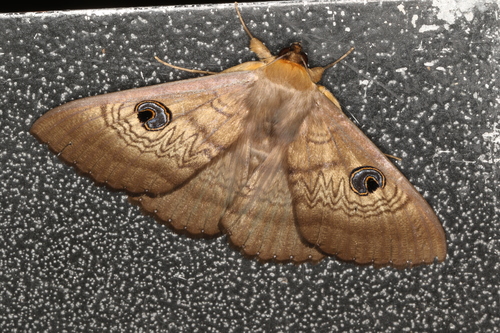 Southern Moon Moth photo 6