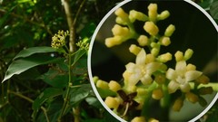 Palicourea pubescens