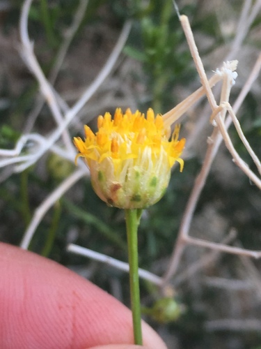 Rayless goldenhead (Acamptopappus sphaerocephalus)