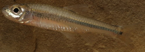 Paranotropis volucellus