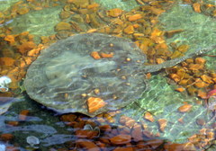 Potamotrygon motoro