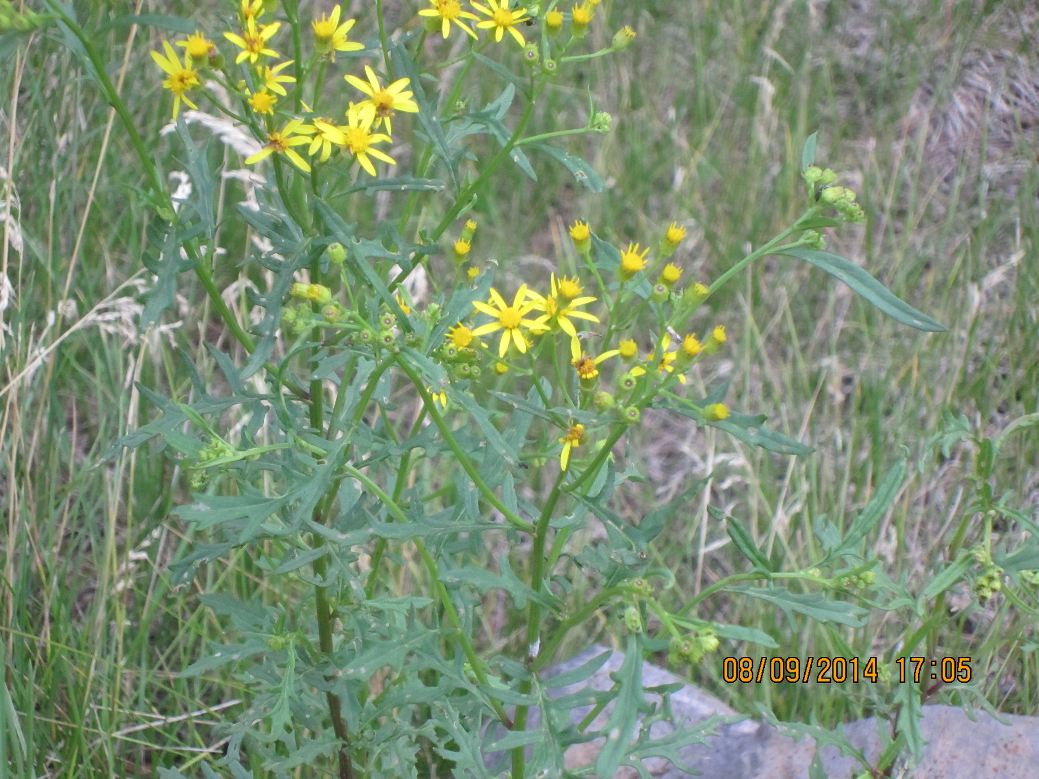 Senecio eremophilus var. macdougalii