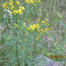 Cut-Leaved Ragwort - Photo (c) Ali, some rights reserved (CC BY-NC), uploaded by Ali