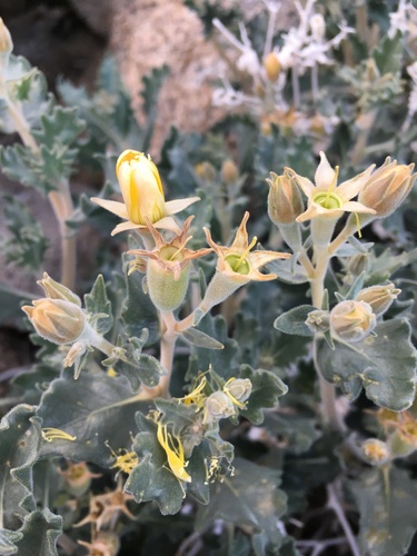 Image of Mentzelia puberula by (c) Matt Berger, some rights reserved (CC BY)