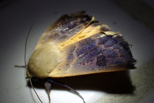 Guava Moth photo 5