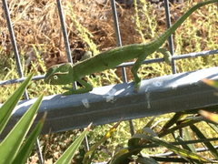 Chamaeleo chamaeleon