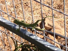 Chamaeleo chamaeleon