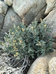 Mentzelia puberula