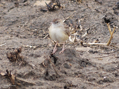 Cisticola aridulus