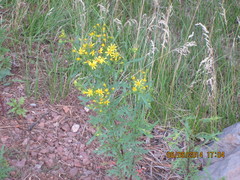 Senecio eremophilus macdougalii