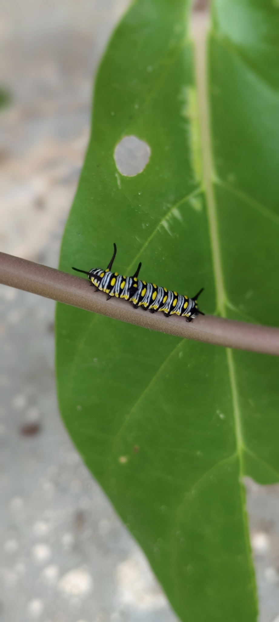 Plain Tiger
