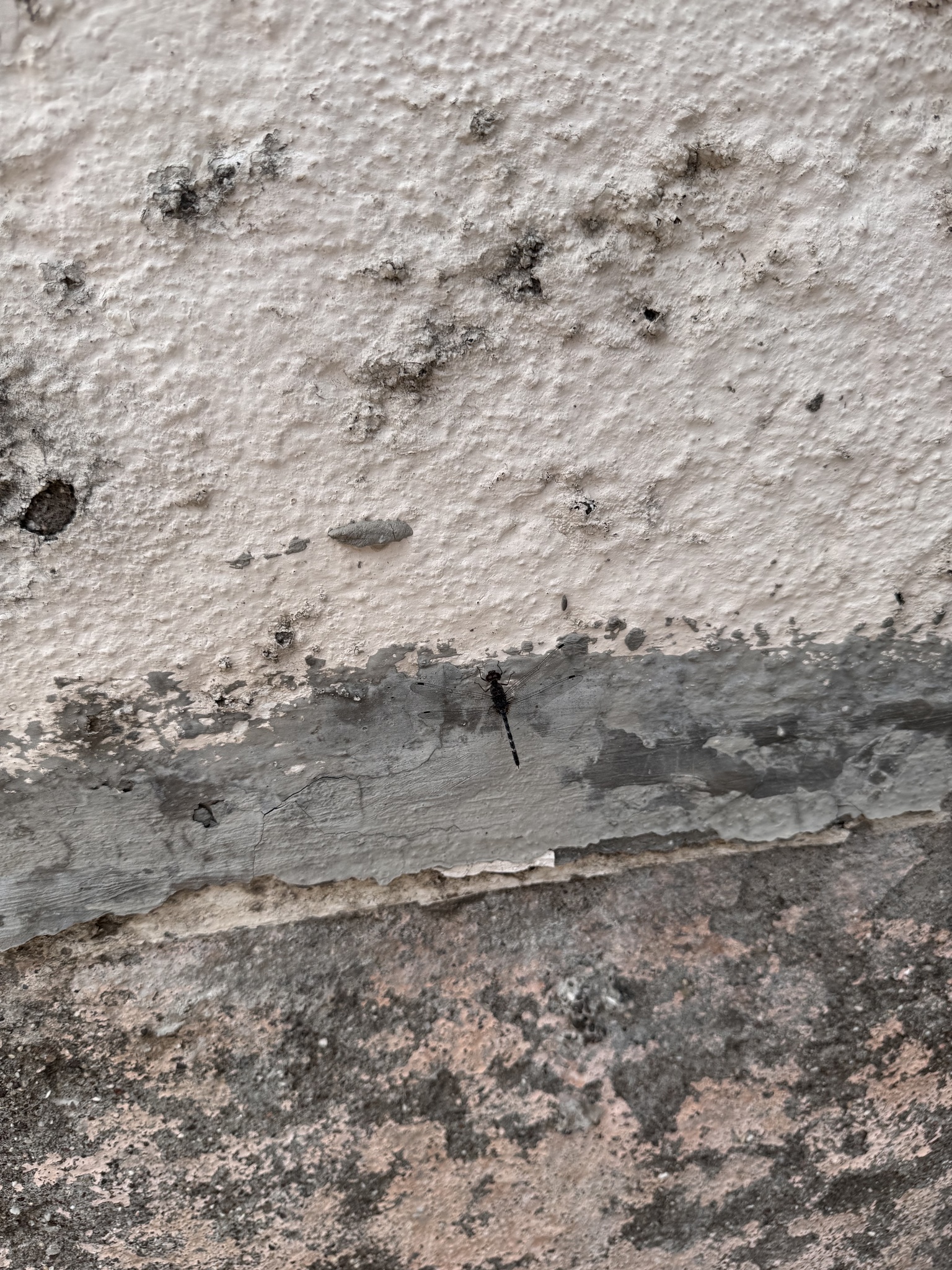 Indian Rockdweller