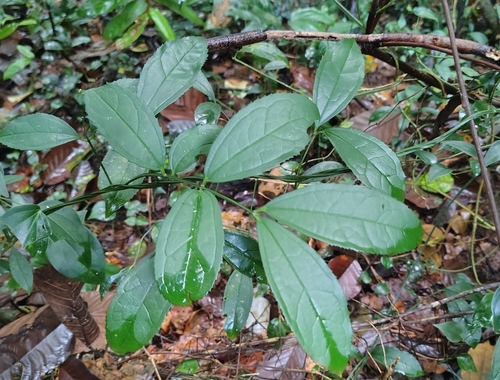 Myxopyrum smilacifolium