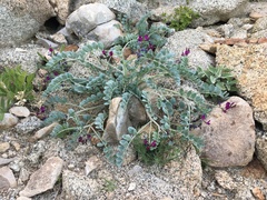 Astragalus mohavensis
