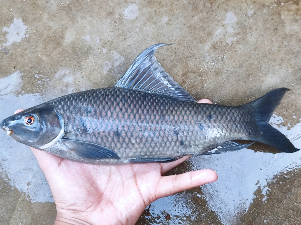 orangefin labeo