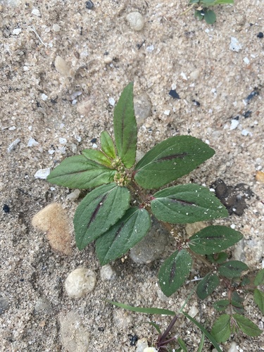 Asthma Plant