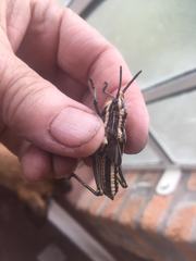 Dictyophorus griseus
