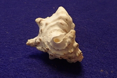 Cerithium nodulosum