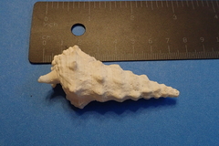 Cerithium nodulosum