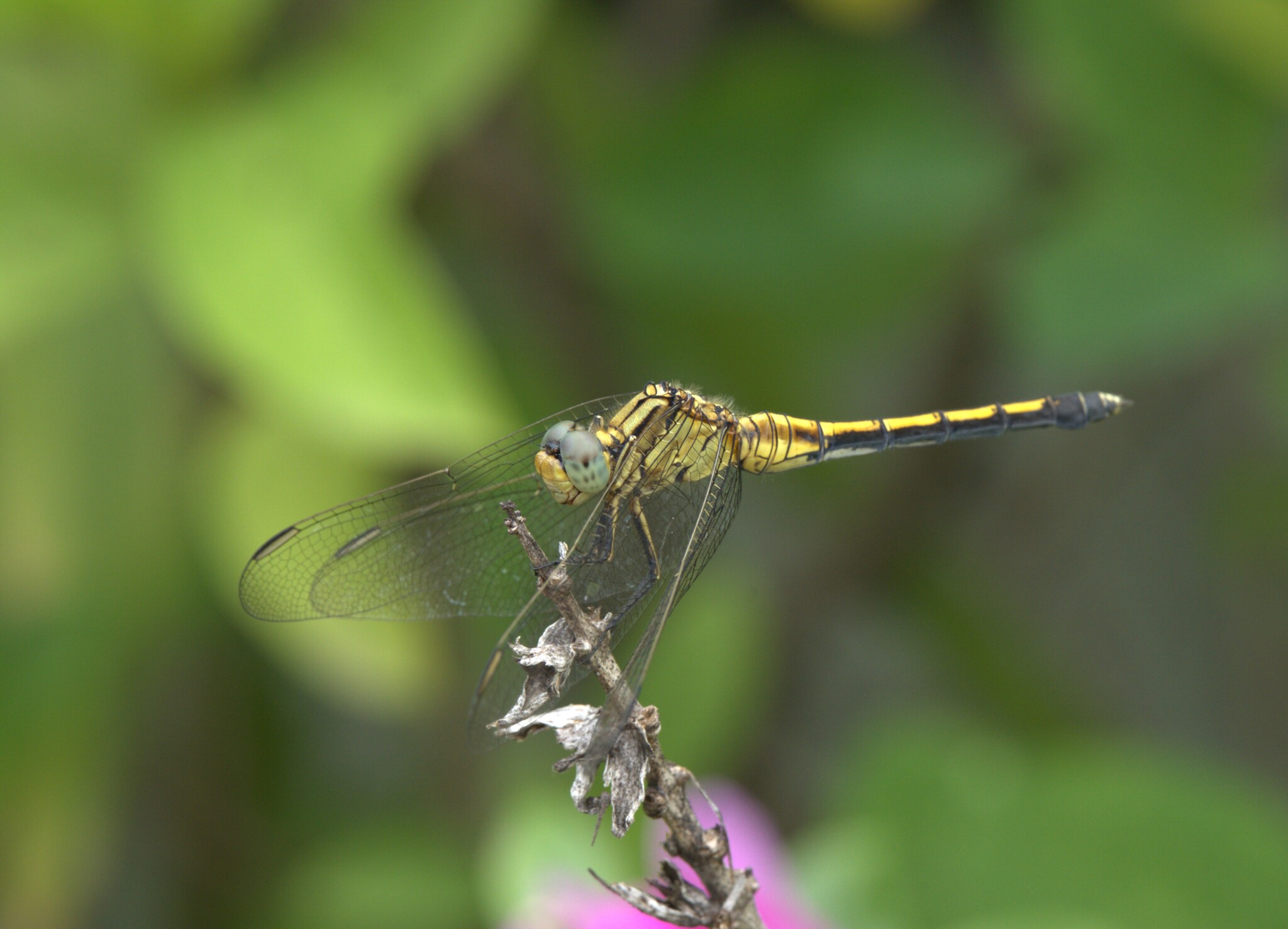 Marsh Skimmer