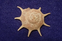 Guildfordia triumphans