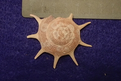 Guildfordia triumphans