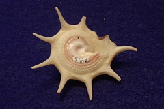 Guildfordia triumphans