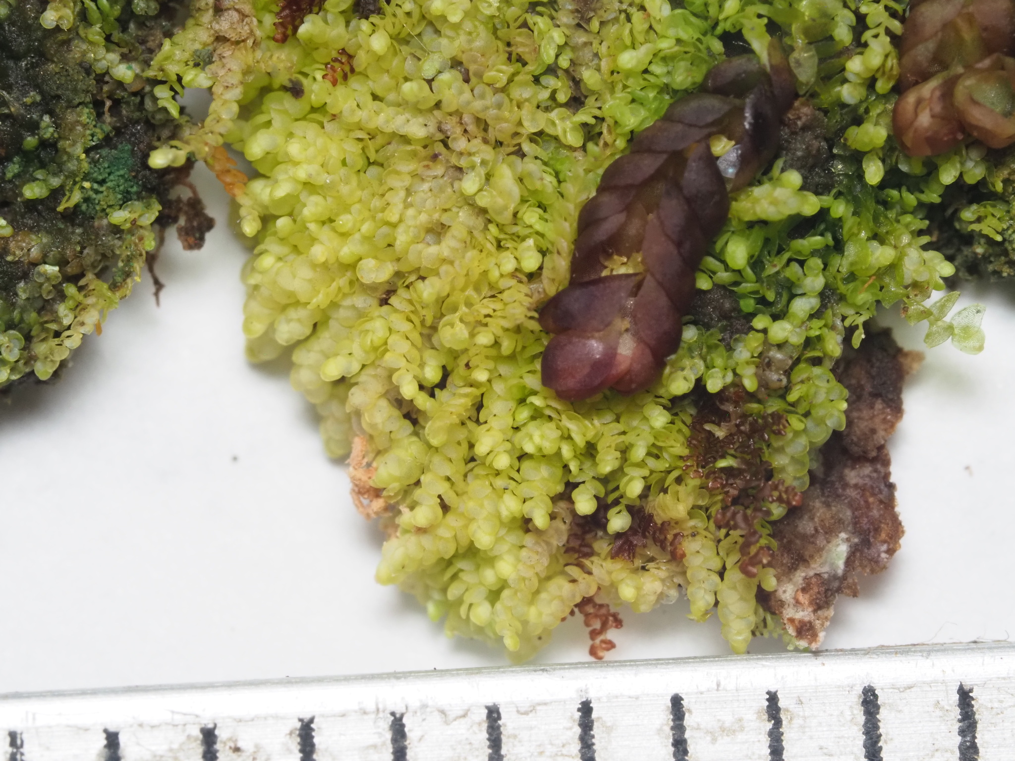 Radula cavifolia