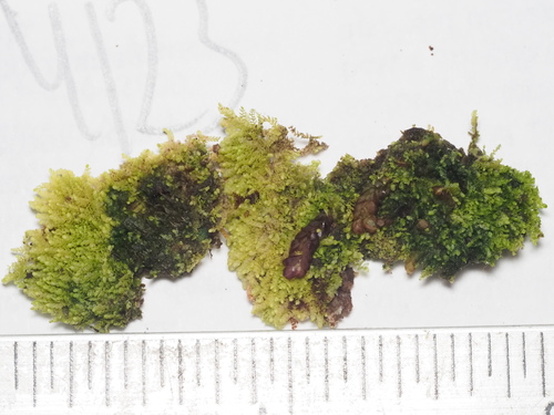 Radula cavifolia