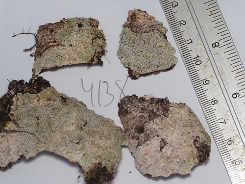 Pertusaria observed 2025-06-20