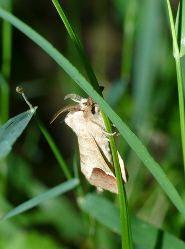 Clostera curtula