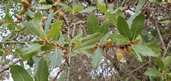 Quercus wislizeni wislizeni