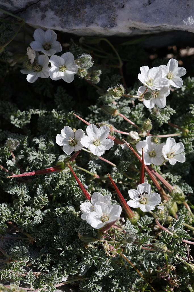 Erodium vetteri
