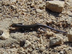 Plestiodon septentrionalis