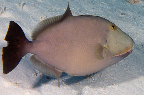 Bridle triggerfish (Sufflamen fraenatum) — Balistidae
