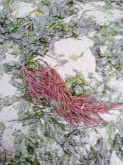 Sarcodiotheca