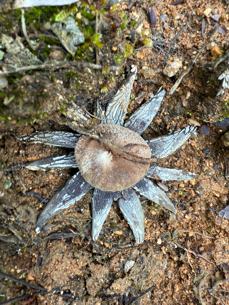 Astraeus hygrometricus · June 2025 · photo: © rajanrao (iNaturalist, cc-by)