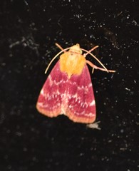 Schinia volupia