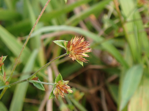 Elephantopus mollis observed 2025-06-21